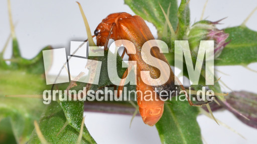 Roter Weichkäfer_4.jpg